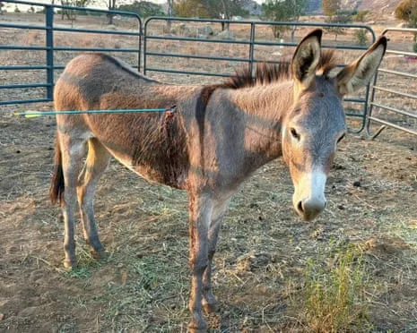 Donkey On the Mend After Newest Projectile Strike on Wild Burros in California